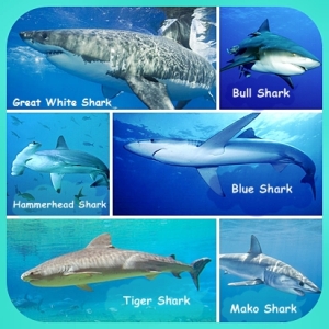 Most known types os sharks.